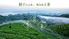 蒙顶山茶入选全国百强 传统与创新如何打造金字招牌 千年网红再