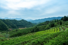 南平践行三茶统筹理念 茶文化国际传播新篇章 京华夷梦:“武夷茶·华夏行”推广活动北京站正式启动!