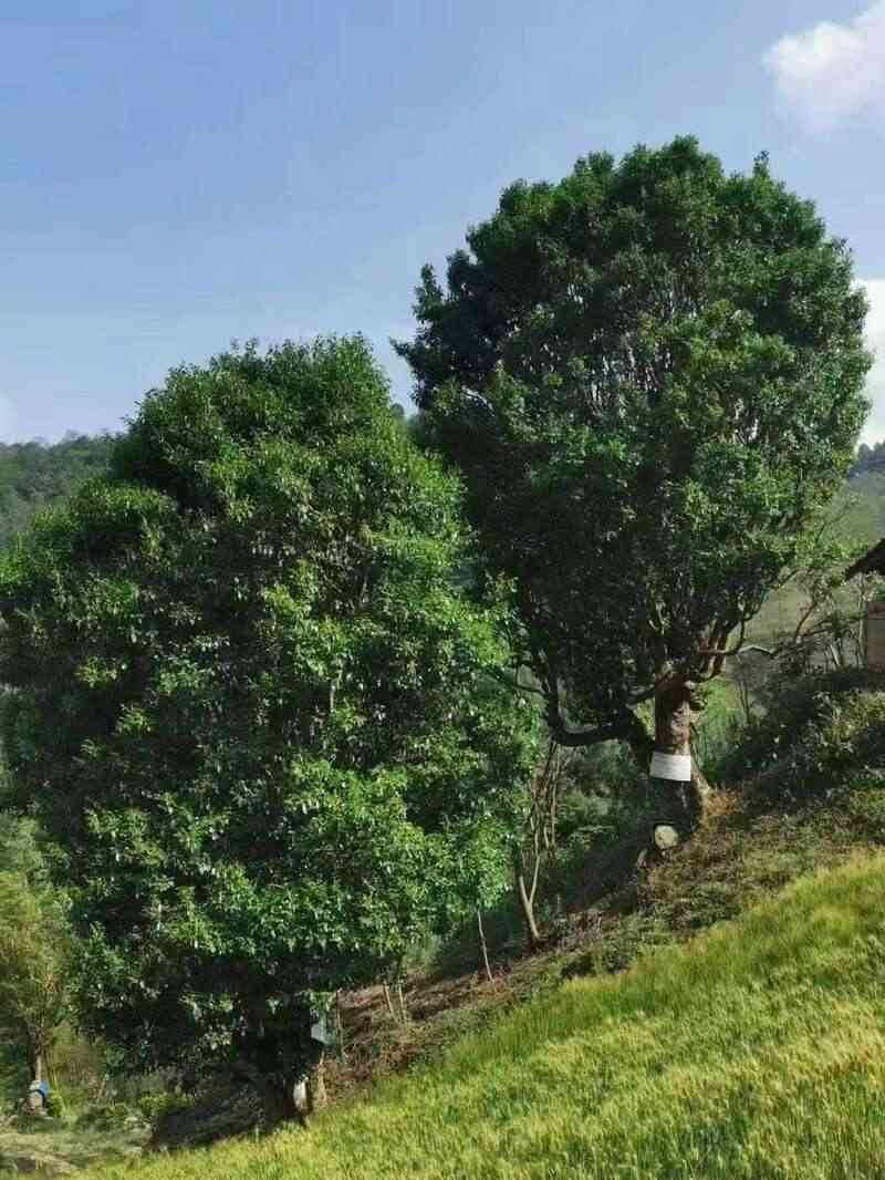 昌宁红茶产业:千年茶乡的品质与生态优势 全力打造“云南红茶第一县” 擦亮“昌宁红茶”金字招牌