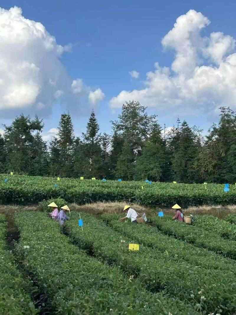 昌宁红茶产业:千年茶乡的品质与生态优势 全力打造“云南红茶第一县” 擦亮“昌宁红茶”金字招牌