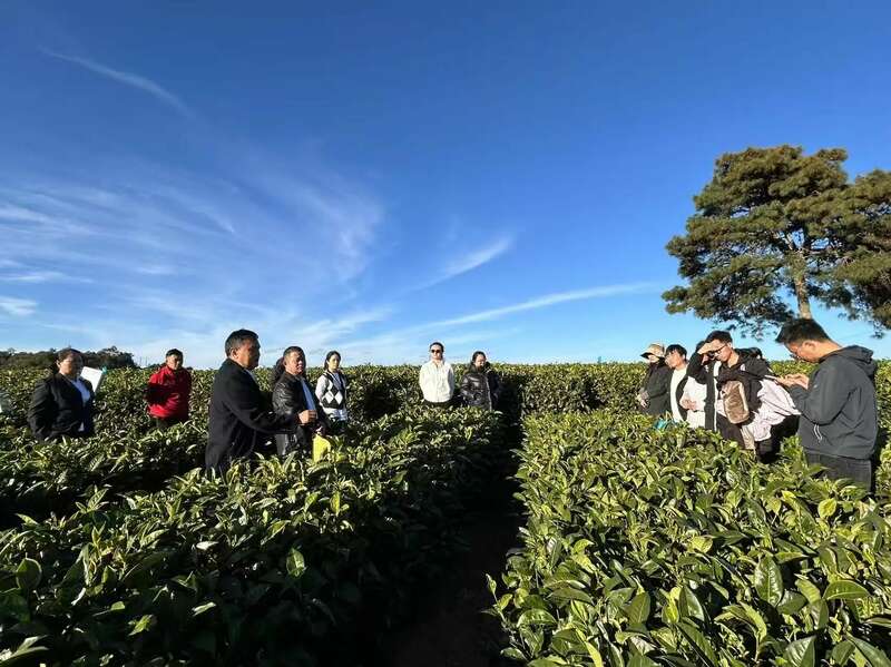 昌宁红茶产业:千年茶乡的品质与生态优势 全力打造“云南红茶第一县” 擦亮“昌宁红茶”金字招牌