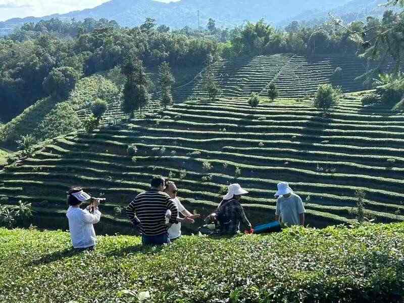 昌宁红茶产业:千年茶乡的品质与生态优势 全力打造“云南红茶第一县” 擦亮“昌宁红茶”金字招牌