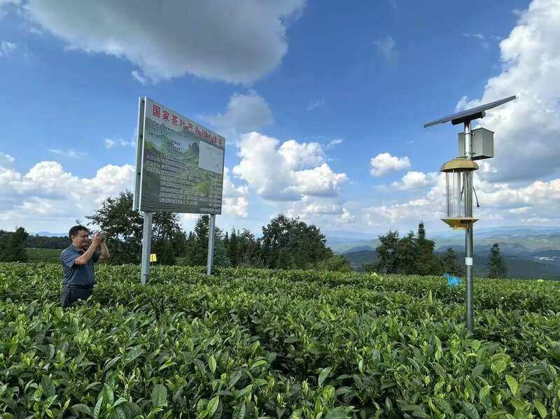 昌宁红茶产业:千年茶乡的品质与生态优势 全力打造“云南红茶第一县” 擦亮“昌宁红茶”金字招牌