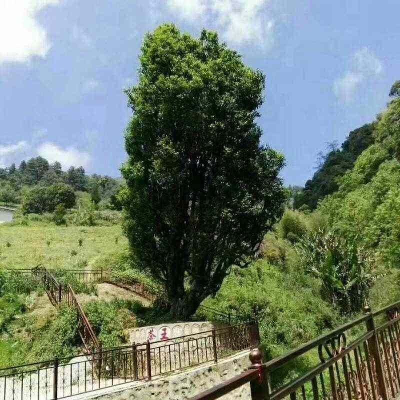 昌宁红茶产业:千年茶乡的品质与生态优势 全力打造“云南红茶第一县” 擦亮“昌宁红茶”金字招牌