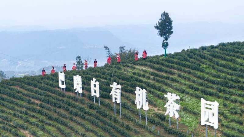 茶旅融合邂逅光影艺术 摄影大赛助力品牌传承 市女摄协:镜头下的茶香之旅