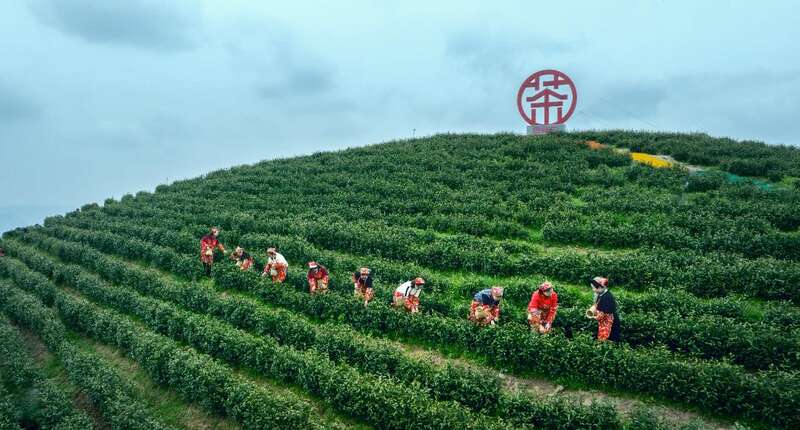 茶旅融合邂逅光影艺术 摄影大赛助力品牌传承 市女摄协:镜头下的茶香之旅