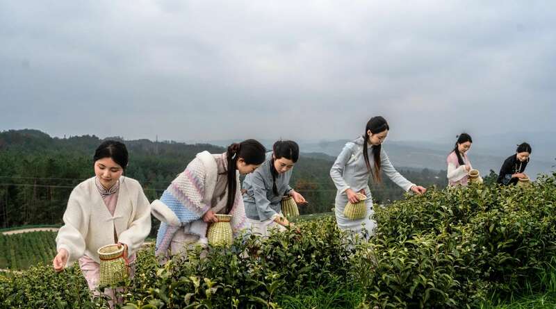 茶旅融合邂逅光影艺术 摄影大赛助力品牌传承 市女摄协:镜头下的茶香之旅