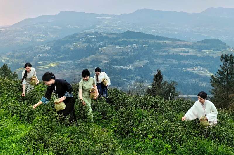 茶旅融合邂逅光影艺术 摄影大赛助力品牌传承 市女摄协:镜头下的茶香之旅