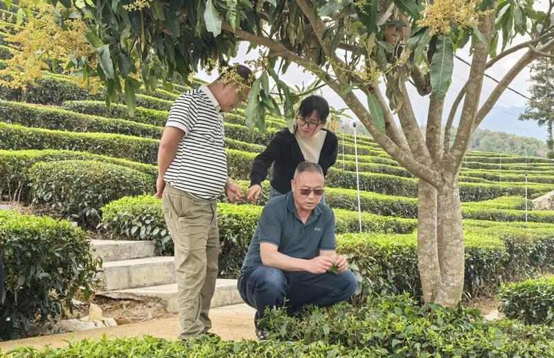 昌宁红茶产业:千年茶乡的品质与生态优势 全力打造“云南红茶第一县” 擦亮“昌宁红茶”金字招牌