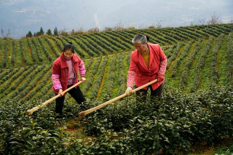 茶旅融合邂逅光影艺术 摄影大赛助力品牌传承 市女摄协:镜头下的茶香之旅