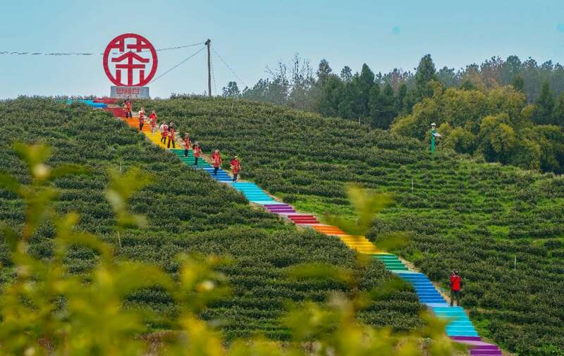 茶旅融合邂逅光影艺术 摄影大赛助力品牌传承 市女摄协:镜头下的茶香之旅