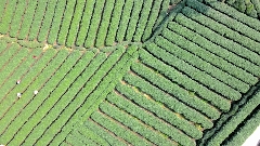 雅安茶文化千年传承 茶旅融合发展新篇 一叶载古今 “三茶”融万象——雅安茶产业发展综述