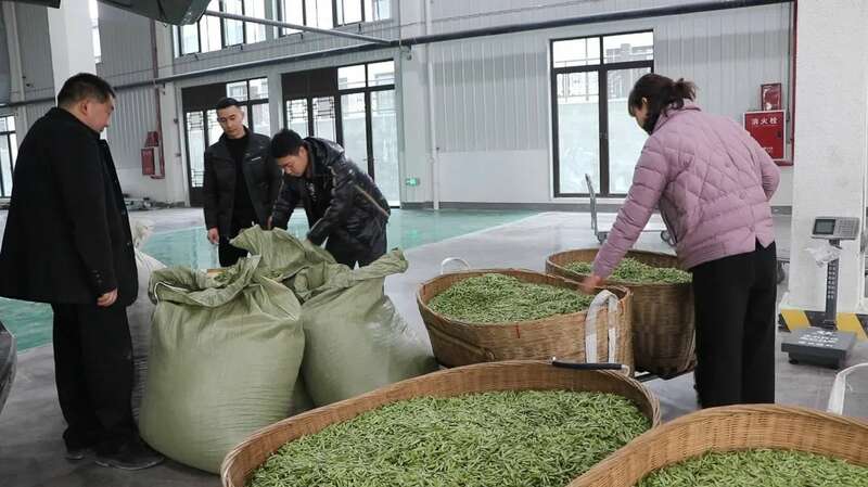 四川名山新茶饮原料生产线投产助力产业转型 名山区首条新茶饮原料生产线投产 赋能茶产业转型升级