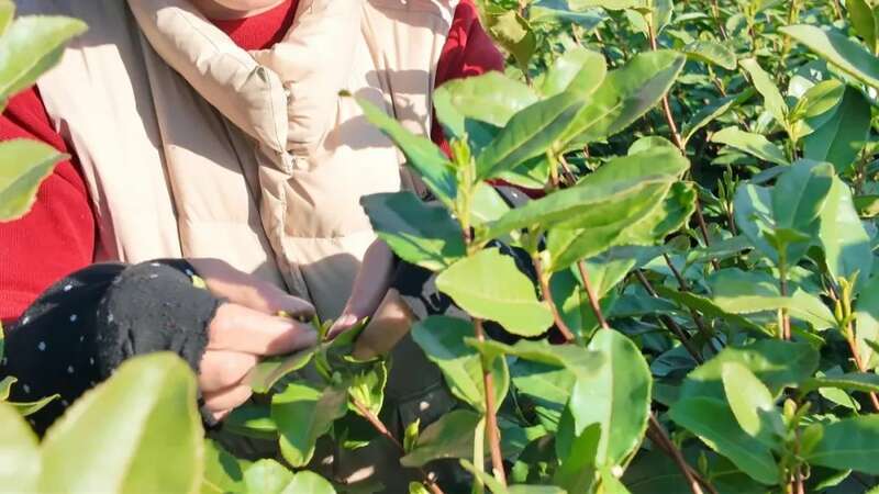 春风早茶上市!乌牛早采摘掀乡村振兴热潮 安徽郎溪:早茶抢“鲜”开采 茶农与时间赛跑