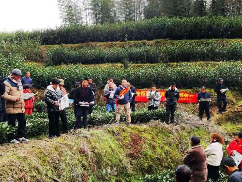 福鼎春茶生产全速推进,技术培训助力品质攀升与乡村振兴 吹响春茶生产号角 铸就春茶品质“金招牌”