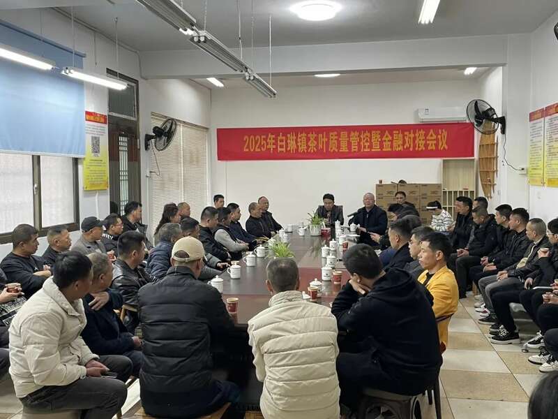福鼎春茶生产全速推进,技术培训助力品质攀升与乡村振兴 吹响春茶生产号角 铸就春茶品质“金招牌”
