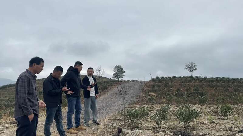 福鼎春茶生产全速推进,技术培训助力品质攀升与乡村振兴 吹响春茶生产号角 铸就春茶品质“金招牌”