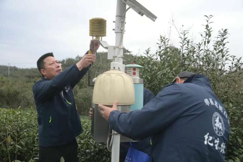 福鼎春茶生产全速推进,技术培训助力品质攀升与乡村振兴 吹响春茶生产号角 铸就春茶品质“金招牌”