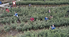 北川春茶采摘忙 茶农增收绘就乡村振兴新图景 春茶飘香富羌山 北川9.5万亩茶园迎