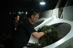 非遗古树茶传承者李先国的匠心守护之路 李先国:矢志将好茶带出深山