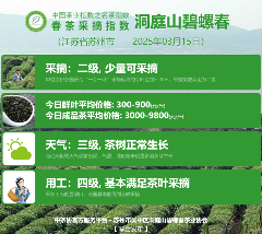 名茶采摘指数分级标准:依据茶芽、天气与用工划分五级 2025春茶季:洞庭山碧螺春开采