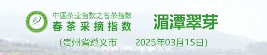 名茶采摘指数分级标准:依据茶芽、天气与用工划分五级 2025春茶季:洞庭山碧螺春开采