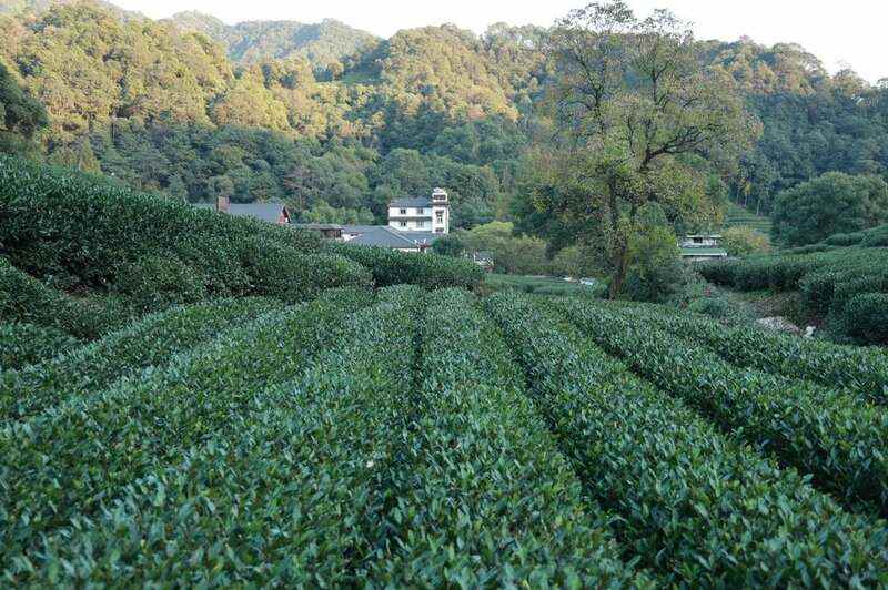 杭州多举措推进西湖龙井茶保护管理 杭州官宣:西湖龙井茶3月20日开采