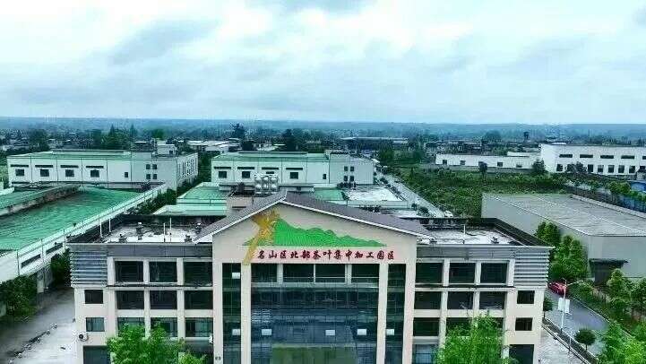 名山区黑竹园区春茶生产火热 市场需求旺盛 名山区北部(黑竹)茶叶集中加工园区茶叶生产忙