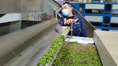 名山区黑竹园区春茶生产火热 市场需求旺盛 名山区北部(黑竹)茶叶集中加工园区茶叶生产忙