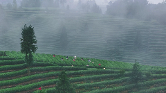 高山云雾孕育独特茶香,品味诗意人生 每一口蒙顶山茶,都藏着高山云雾秘境的春日惊喜!