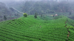 高山云雾孕育独特茶香,品味诗意人生 每一口蒙顶山茶,都藏着高山云雾秘境的春日惊喜!