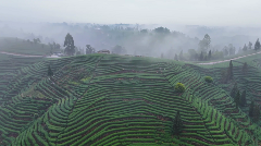 高山云雾孕育独特茶香,品味诗意人生 每一口蒙顶山茶,都藏着高山云雾秘境的春日惊喜!