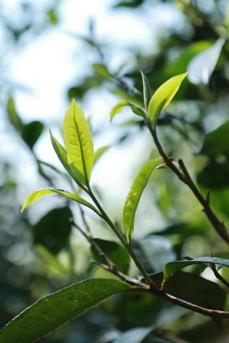 生肖茶文化:甄选古树茶品质传承百年匠心 还原本味见实力,老同志福肖纪新品
