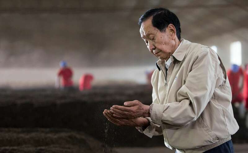 普洱茶配方“75”与“99”的较量,谁更符合标准? “75”与“99”谁才是普洱茶恒定的标准?