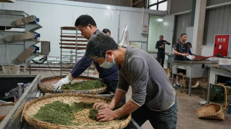 名山区春茶生产进入旺季 红星镇茶企抢"鲜"赶制春茶! 名山区春茶生产进入旺季 红星镇茶企抢