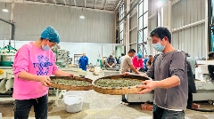 名山区春茶生产进入旺季 红星镇茶企抢"鲜"赶制春茶! 名山区春茶生产进入旺季 红星镇茶企抢