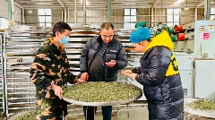 名山区春茶生产进入旺季 红星镇茶企抢"鲜"赶制春茶! 名山区春茶生产进入旺季 红星镇茶企抢