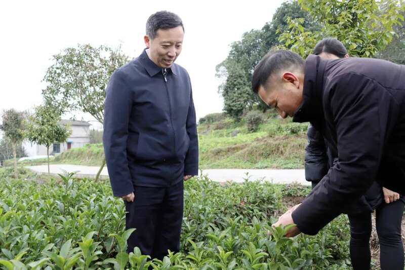 黄东调研茶产业发展工作 黄东调研茶产业发展工作