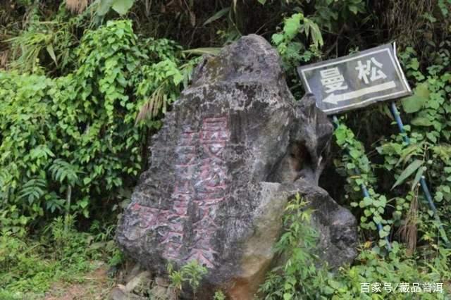 曼松普洱，贵为“皇家贡茶”，究竟有什么神秘之处？