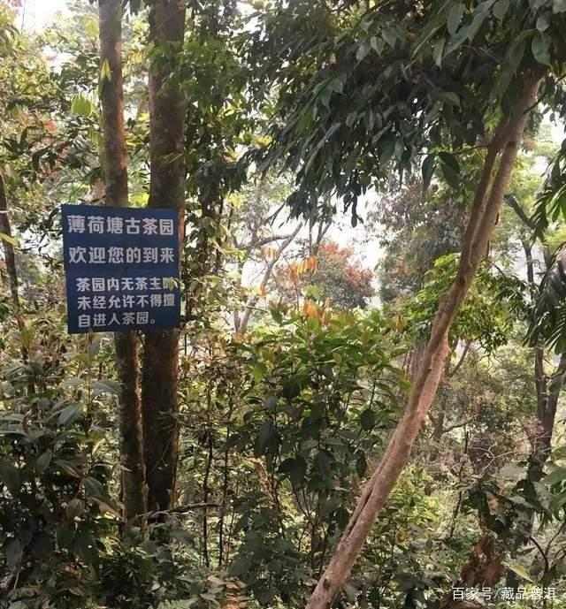 薄荷塘古树茶，易武小产区巅峰，身价暴涨为哪般？