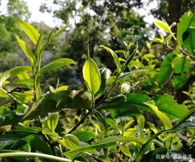 薄荷塘古树茶，易武小产区巅峰，身价暴涨为哪般？