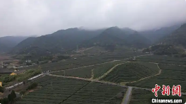 浙江绍兴春茶生产应对强对流天气稳步推进 气温骤变如“过山车” 对浙江绍兴春茶影响不大