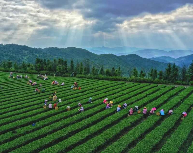 安溪县严格品控创响茶叶品牌促进生态价值实现 优秀!安溪县茶业入选全国典型案例