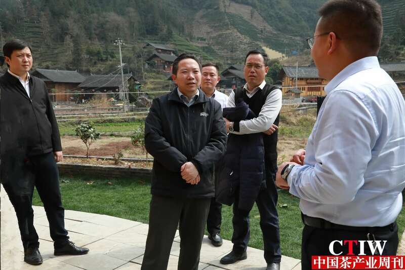 保靖县春茶生产调研确立新发展方向 保靖黄金茶产业“四驾马车”齐发力 深入调研春茶生产