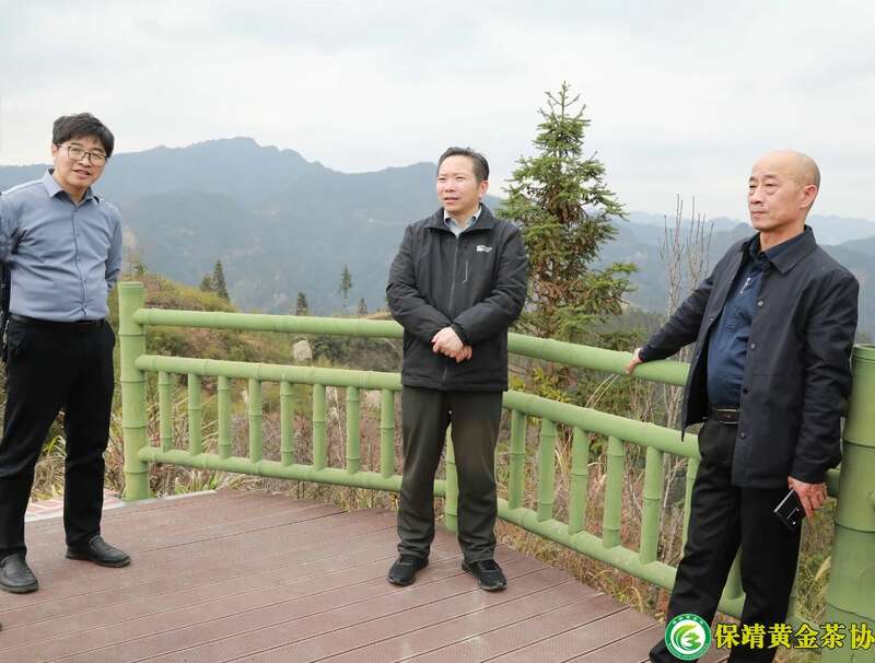 保靖县春茶生产调研确立新发展方向 保靖黄金茶产业“四驾马车”齐发力 深入调研春茶生产