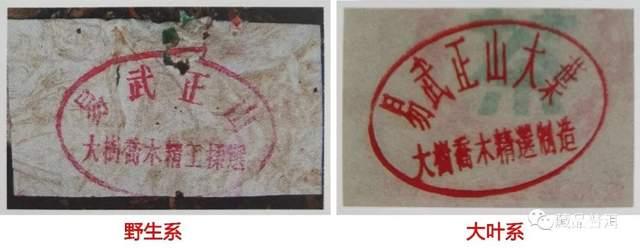 2001年绿大树批次特征解析：野生系与大益系区别