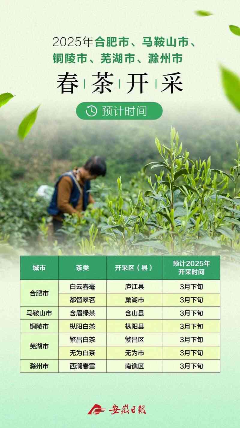 安徽春茶春采时间预测:风味优异集中上市 黄山春茶啥时候开采?最全的预计时间来了!