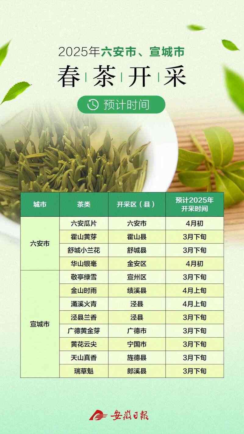 安徽春茶春采时间预测:风味优异集中上市 黄山春茶啥时候开采?最全的预计时间来了!