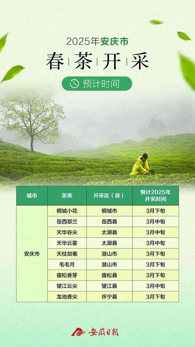 安徽春茶春采时间预测:风味优异集中上市 黄山春茶啥时候开采?最全的预计时间来了!