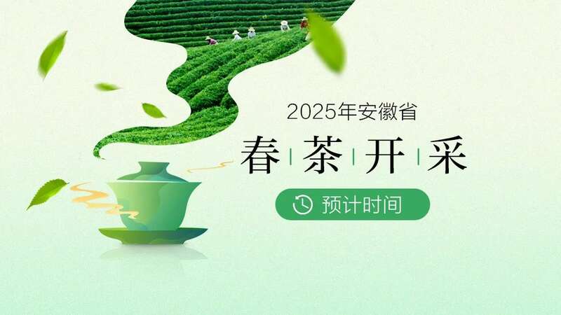 安徽春茶春采时间预测:风味优异集中上市 黄山春茶啥时候开采?最全的预计时间来了!